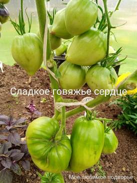 Томат Сладкое говяжье сердце