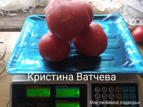 Томат Кристина Ватчева