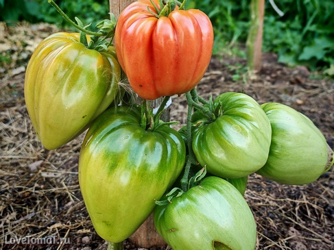 Томат Чудо земли Украинское розовое