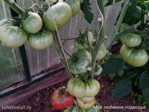 Томат Побрякушки Блю