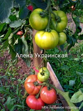 Томат Алёна Украинская