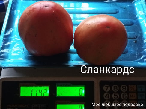 Томат Сланкардс