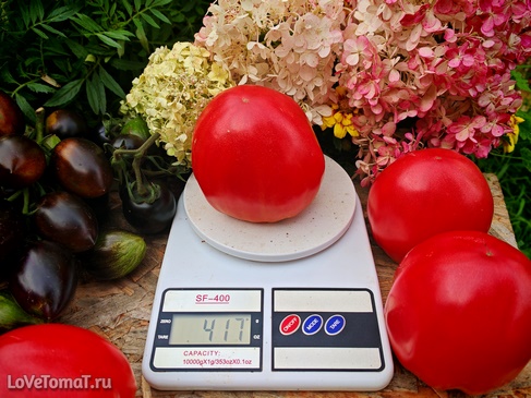 Томат Сияй как звёзды