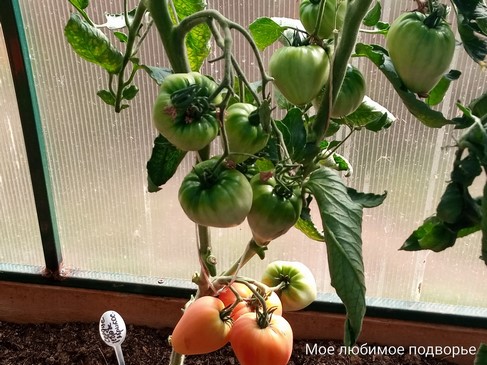 Томат Сердце зебры абрикосовое