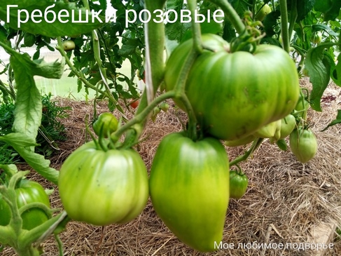 Томат Гребешки розовые
