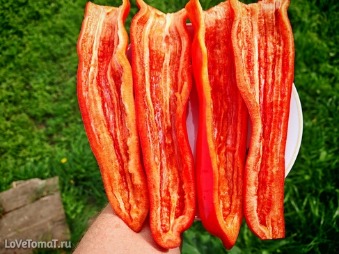Перец Гигантский Аконкагуа