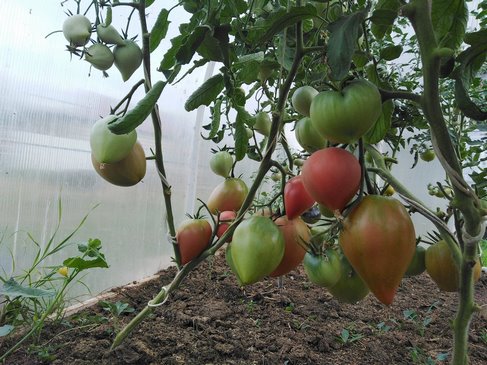 Томат Знаменитая клубника миссис Шлаубах