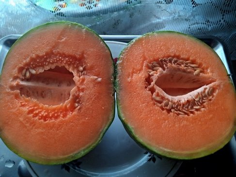Арбузы, дыни Маленькая серая из Ренна