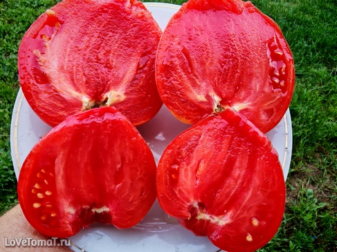 Томат Пионовые розы