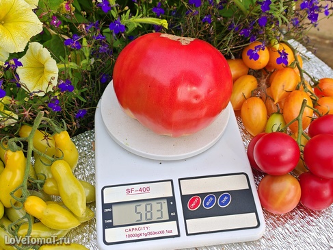 Томат Мясник розовый