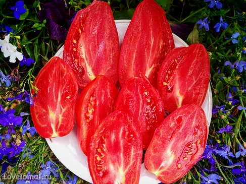 Томат Гном Десперадо (Отчаянный)