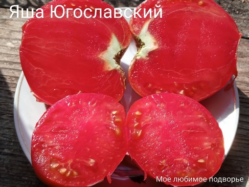 Томат Яша Югославский