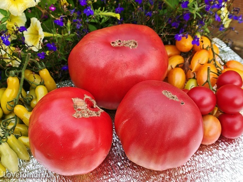 Томаты Мясник розовый