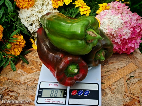 Перец Неаполитанский красный