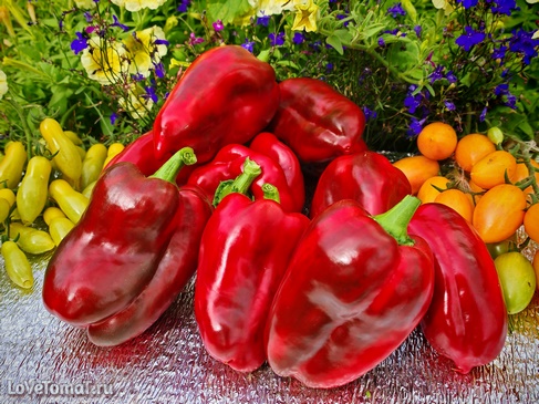 Перец Большой красный сыр