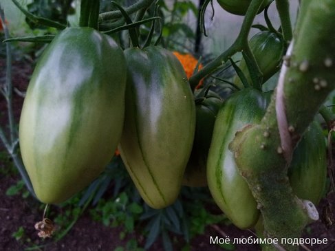 Томат Итальянский жеребец