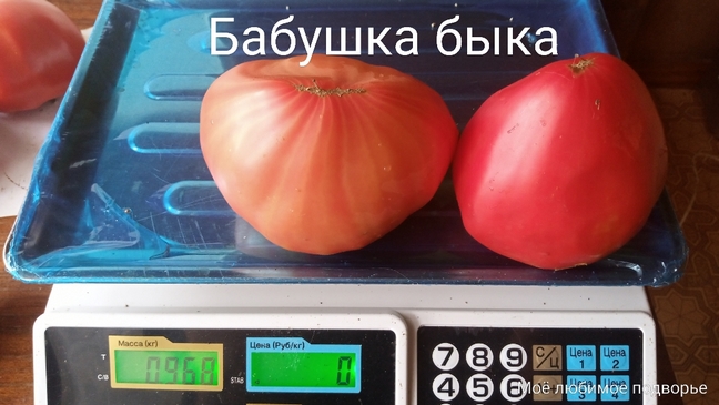 Томат Бабушка быка