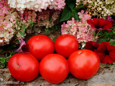 Томат Costoluto di Lenno 