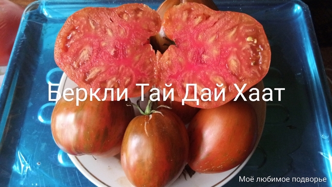 Томат Беркли Тай Дай Хаат