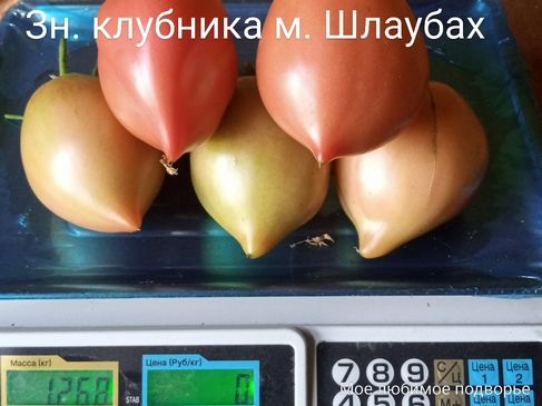 Томат Знаменитая клубника миссис Шлаубах
