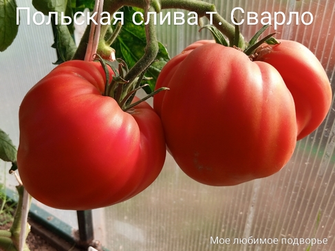 Томаты Польская слива т. Сварло