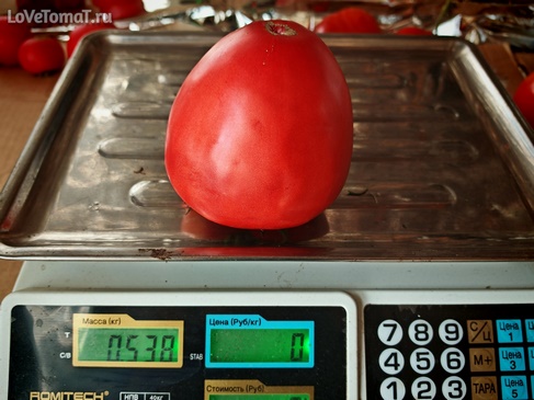 Томат Бычье сердце семьи Хиленко