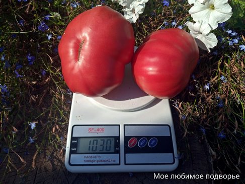Томат Большая болотная