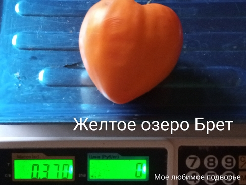 Томат Жёлтое озеро Брет