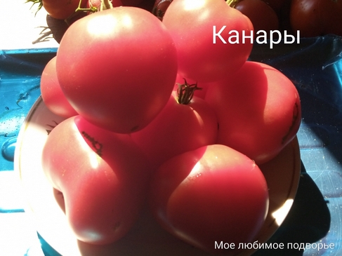 Томат Канары