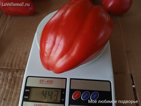 Томат Пик Красной Горы