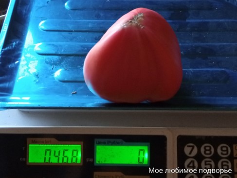 Томат Бычье сердце от Елены Т.