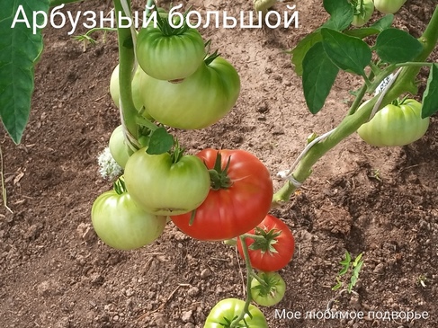 Томат Арбузный большой