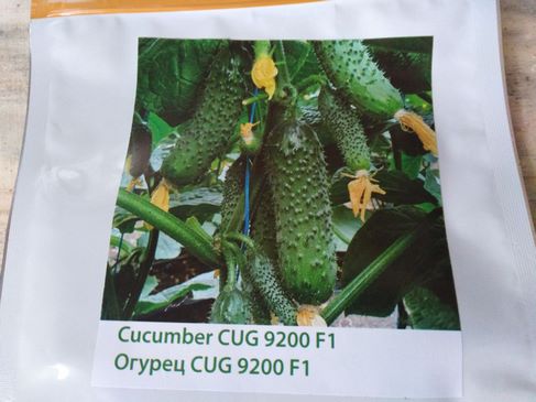 Огурец ХОРС F1 (CUG 9200 F1)