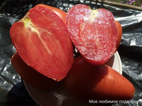 Томат Девичьи слёзы