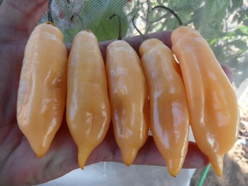 Перец Сахарная лихорадка