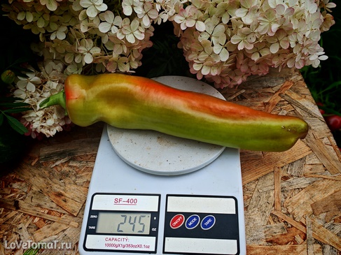 Перец Гигантский Аконкагуа