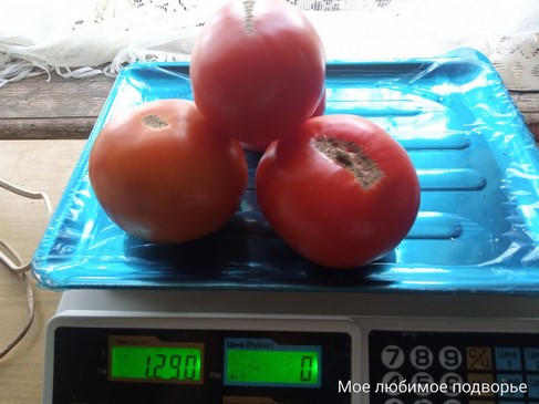 Томат Кяхтинские