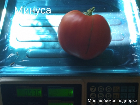 Томат Минуса