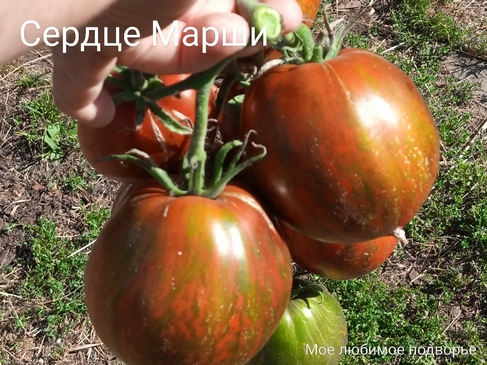 Томат МЗИ Сердце Марши