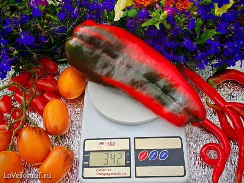 Перец Лиловый шедевр