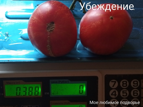 Томат Убеждение