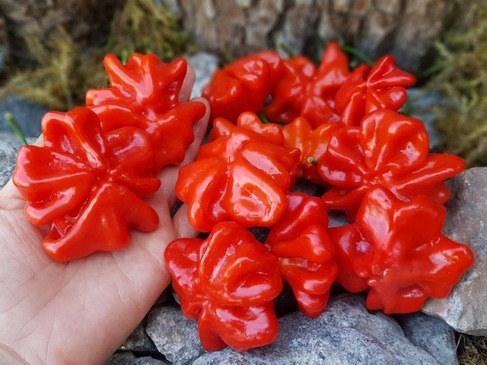 Перец Бразильская морская звезда