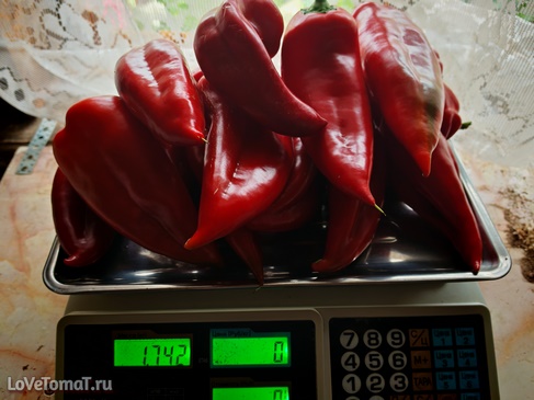 Перец Хисарска Капия