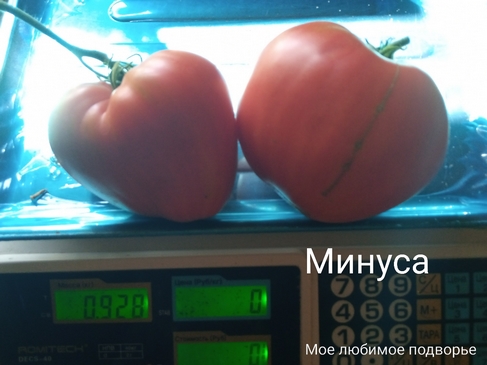 Томат Минуса