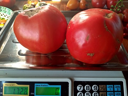 Томат Бычье сердце Гришино