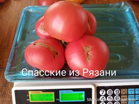 Томат Спасские из Рязани