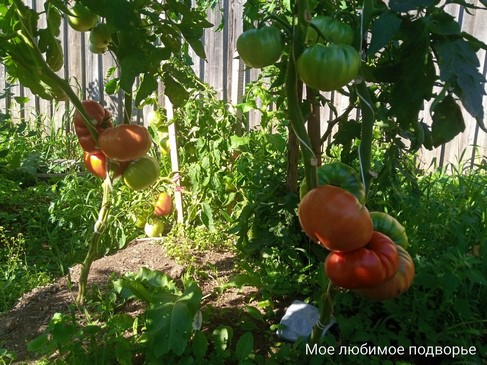 Томат Наталина