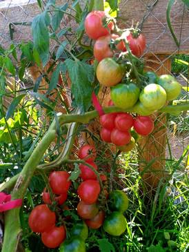 Томат Honey Drop Tomatoes