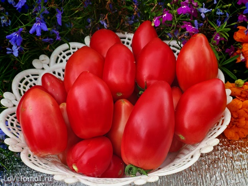 Томат Гном Десперадо (Отчаянный)