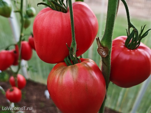 Томаты Сердце Иванушки